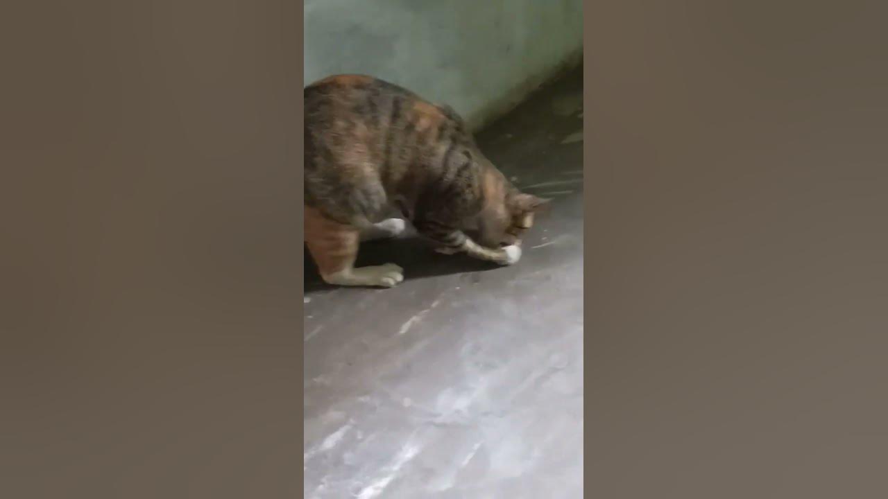 gabapentin cat stumbling