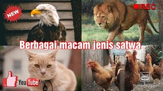 Berbagai macam jenis satwa | Harimau, singa, ikan, kucing