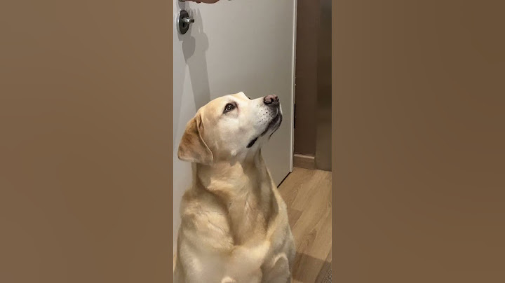 Stessa ora, stessa porta...il rituale del biscotto🐶🍪