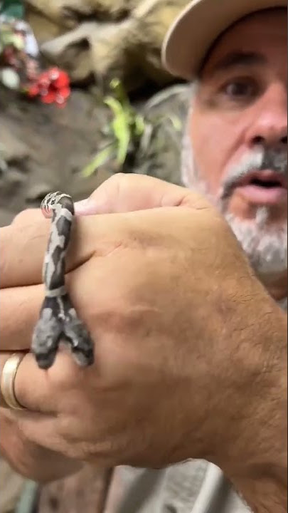 Tik Tok video 🐍🐍 teja ji #shorts #animals #tejaji #tejajisong #trending @Kevinsookxtra!