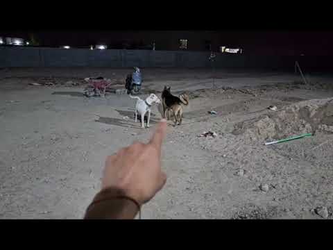 صلبوخ روك كتل كلبي جاك اشتراك بالقناة اكسبلور لايك متابعه Funny