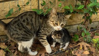 Mommy cat protects kittens her own cute way