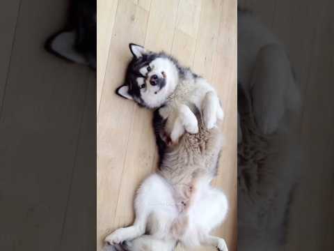 Huskies are pro