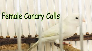 Female Canary calls for mating  Female Canary Singing | صدای قناری ماده مست