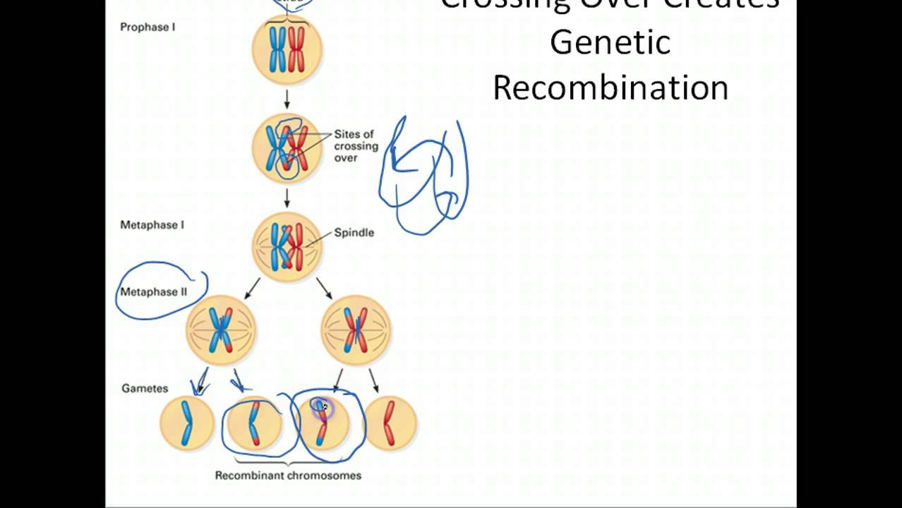 Genetic variation. Genetic variation