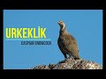 Urkeklik sesi | Caspian Snowcock | Tetraogallus caspius