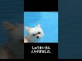思ったより行っちゃったしゅうまい #shortsのサムネイル