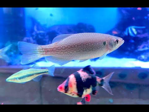 マスタッチドダニオ　Moustached Danio　Devario dangila, Danio dangila
