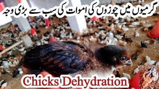 Preventing Dehydration of Chicks | Chicken Summer Care | Poultry Farming in Summer with Dr. ARSHAD