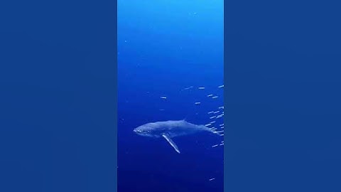 80% of the Ocean is Still a Mystery! What’s Hiding Beneath? #shorts #fact #factvideo