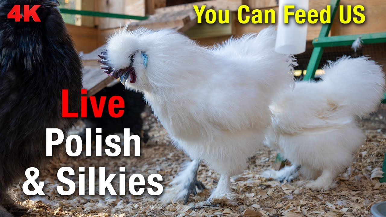 LIVE: Fluffy Silkie Bantams Chicken Coop Cam