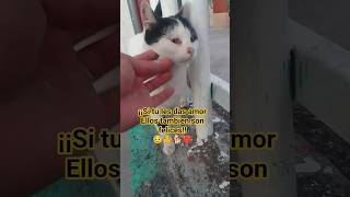 DALES MUCHO AMOR❤🐈🐕 #ayudaanimal #CATSLIFE #callejeros #MICHIS #LOVE #amor #mininos #PARATI #AMIGOS