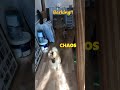 I see door barking on almost every case and it's actually one of the easiest to address! This was achieved in just one session, there is a longer video explaining the techniques used coming soon.

Dog Training in Kent and Essex - Fawndog121dogtraining.co.uk