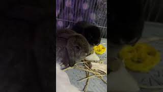 #pet #pets #rabbit #hollandlop #bunny #cute #love #hopper  #rabbitlife  #highlights #fun #petlover