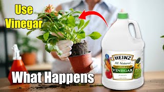Use Vinegar In Your Garden And Watch What Happens