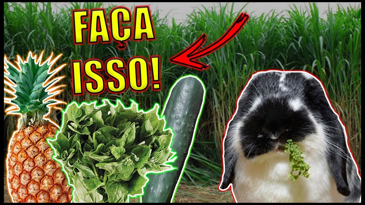 FAÇA ESSA SALADA PARA SEUS COELHOS E TERÁ INÚMEROS BENEFÍCIOS!