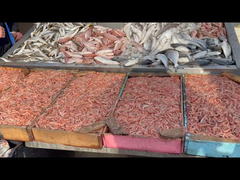 بوهارون اليوم اسعار السمك اليوم الجزائر لياس حمو سوق السمك ميناء بوهارون تيبازة 