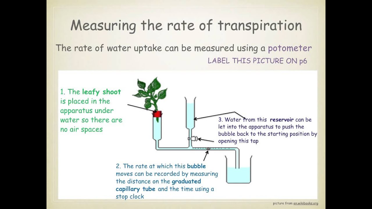 IGCSE. 2.8 transpiration - YouTube plant diagram to label 