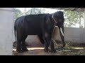 Mangalamkunnu Karnan and തിരുമേനി 🐘തിരുമേനി കർണ്ണനെ നോക്കിയിട്ടില്ല എന്ന് പറയുന്നവർ ഇത് കാണുക🐘.