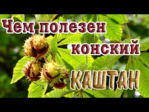 Видео: Проблемы с конским каштаном: что не так с моим деревом из конского каштана