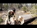 Bad times falling leaning tree at the off grid cabin