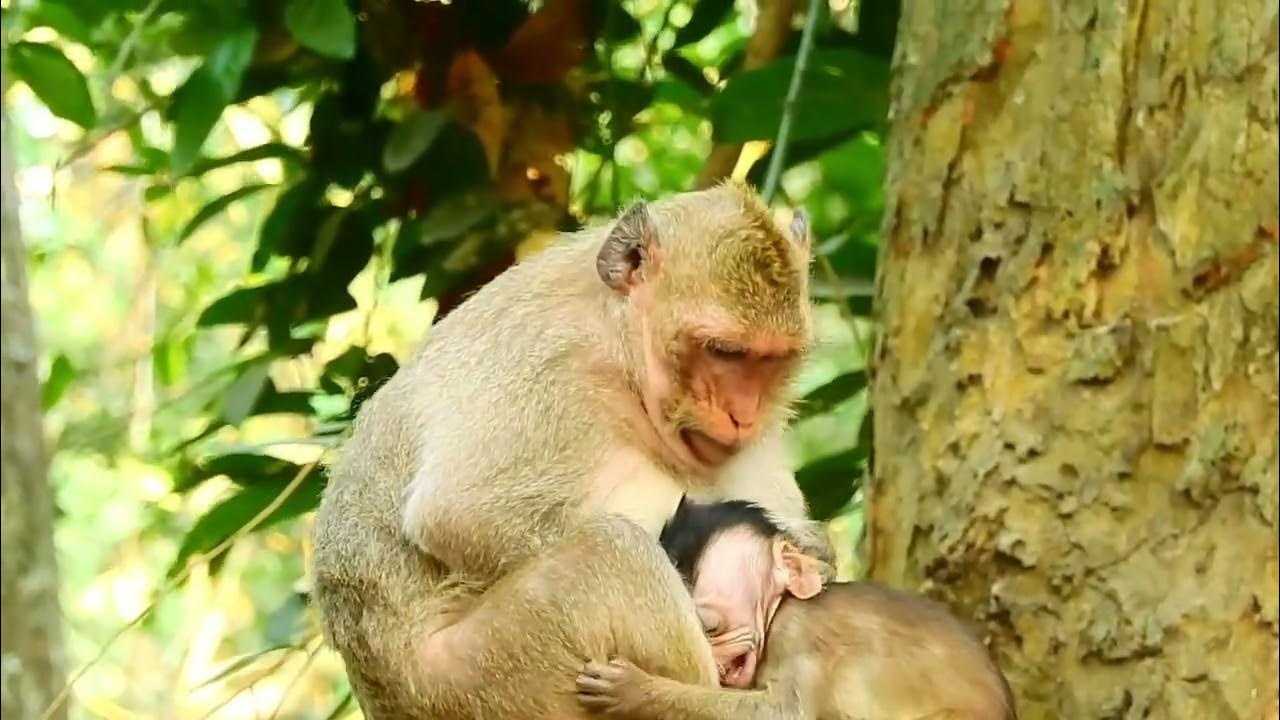 капуцин тонкотел. обезьяна гамадрил маленькая. летние животные. питание обезьян. милые обезьянки.