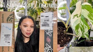 Wishlist Plant Unboxing  | Rare Plant Fairy + Amazon Import?! | Plant Mail