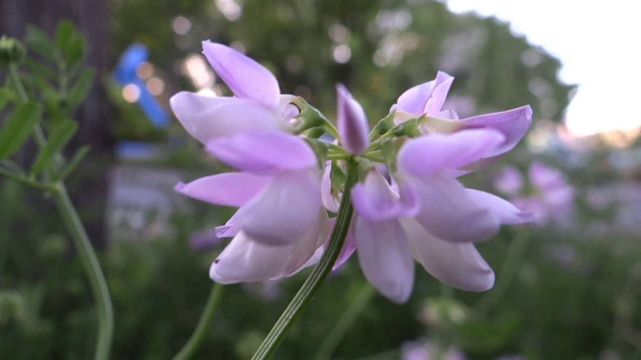 Bont Kroonkruid (Securigera varia) - 2016-07-12