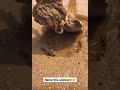 اسم هذا المخلوق البحري اسم هذا المخلوق البحري