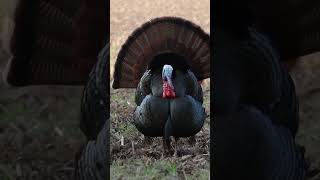 Turkey Handgun Hunt