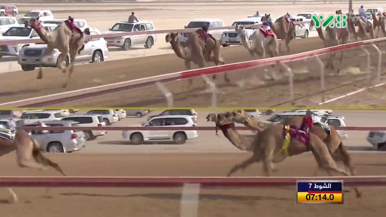 الشوط السابع 