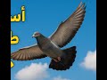 لماذا تطير الطيور بسهولة في السماء 