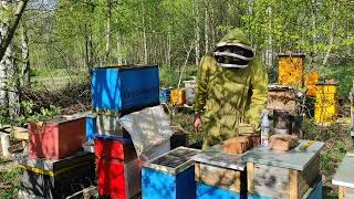 Пчеловодство. Как быстро усилить очень слабый отводок . #пчёлы #пчеловодство .#отводок
