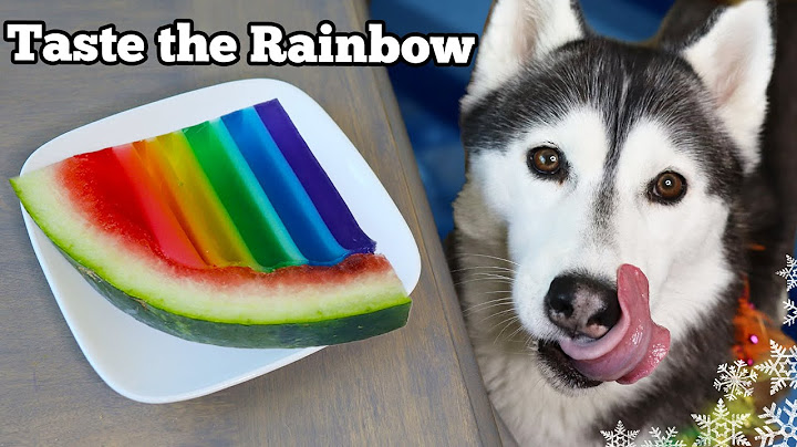 Rainbow Watermelon Gummy Dog Treats 🍉 DIY Dog Treats