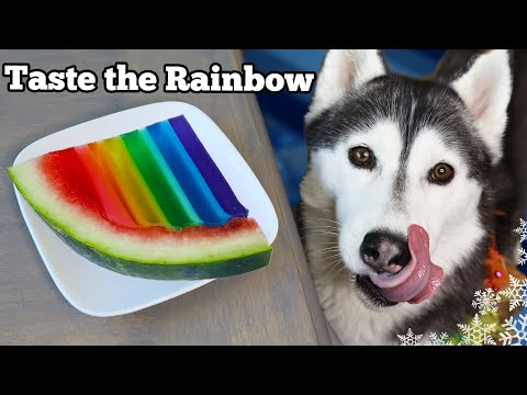 Video: The New Kind Trendy Dog Treat Huskies Go Nuts For