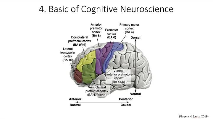 2.4. Basic of Cognitive Neuroscience, Fundamentals of Cognitive Neuroscience Course, Session 2, P 4