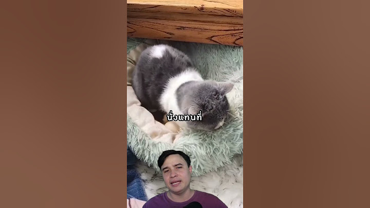 แมวที่เลี้ยงลูกของเพื่อนที่เป็นไก่จนโต ความน่ารักของสัตว์ #facts #ไวรัล #cats #แมว #shorts