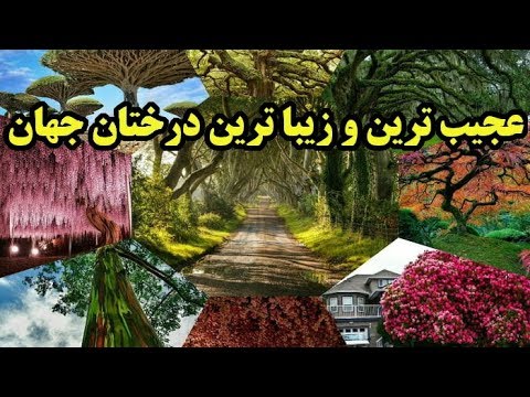 تصویری: قدیمی ترین درختان کره زمین کدامند