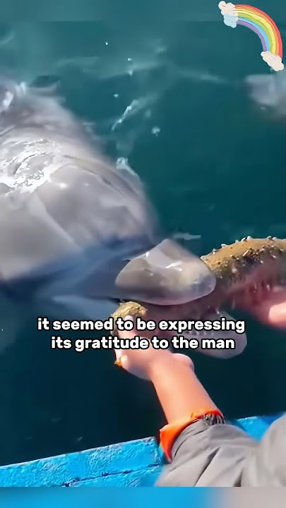 They just can't speak, but in fact, they understand everything. #Dolphin#Animal#Kindness #shortvideo