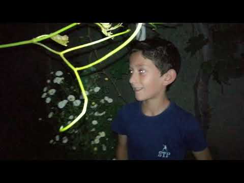 ხოდა კაი