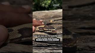 #shorts #youtube #youtubeshorts #snake #python #skin #shed #exotic #love #life #money #vet #reels