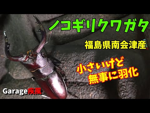 本土ノコギリクワガタ羽化 小さいけど、無事に羽化しました