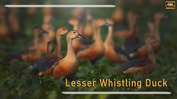 Lesser Whistling Duck, 4K. #rahul_chakraborty #birds #wildlife #nature #birdphotography #birdsounds