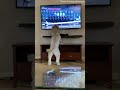 Doggy Jumps for Joy While Watching Horse Race || ViralHog