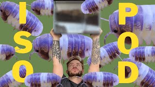 How to set up happy isopods! Panda king cubaris sp by Pauls monitors 1,276 views 10 months ago 11 minutes, 10 seconds