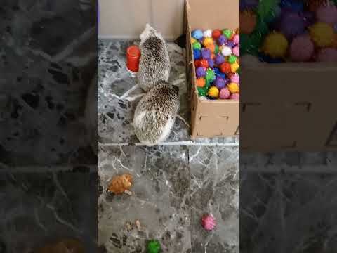 Hedgehogs In The Playpin
