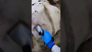 Tail Cutting At The Cow Farm #Farm #Cows #Farming #Cattleculture #Cow #Farmlife