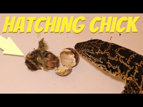 Chick hatches then gets eaten