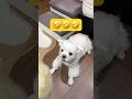 ワガママだとこうなる🤣🤣🤣#shorts #可愛い犬 #マルチーズ