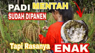 Budaya Panen Padi Suku Dayak Yang Unik